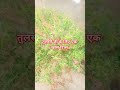 तुलसी जी के लिए एक खास टिप्स #pradeepmishrajidhankeupay #katha