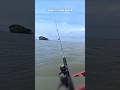 Baru saja nunggu joran malah disambar ikan besar #mancing #muara #umpan #udanghidup #fishing #short