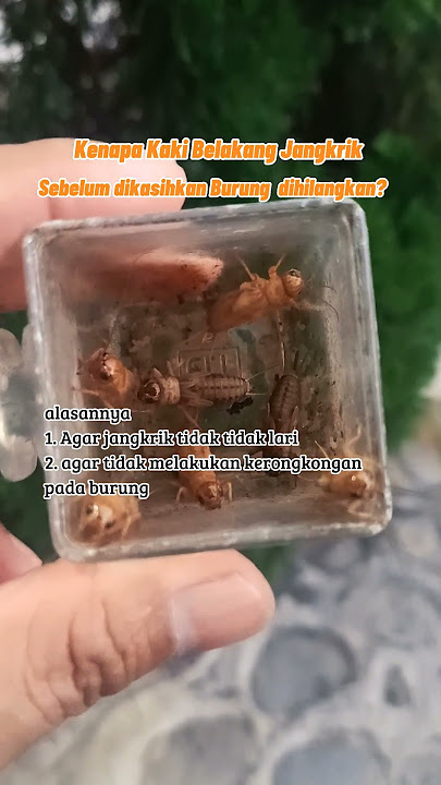 kenapa kaki belakang jangkrik sebelum dikasihkan dihilangkan? #fyp #short #viral #kicaumania