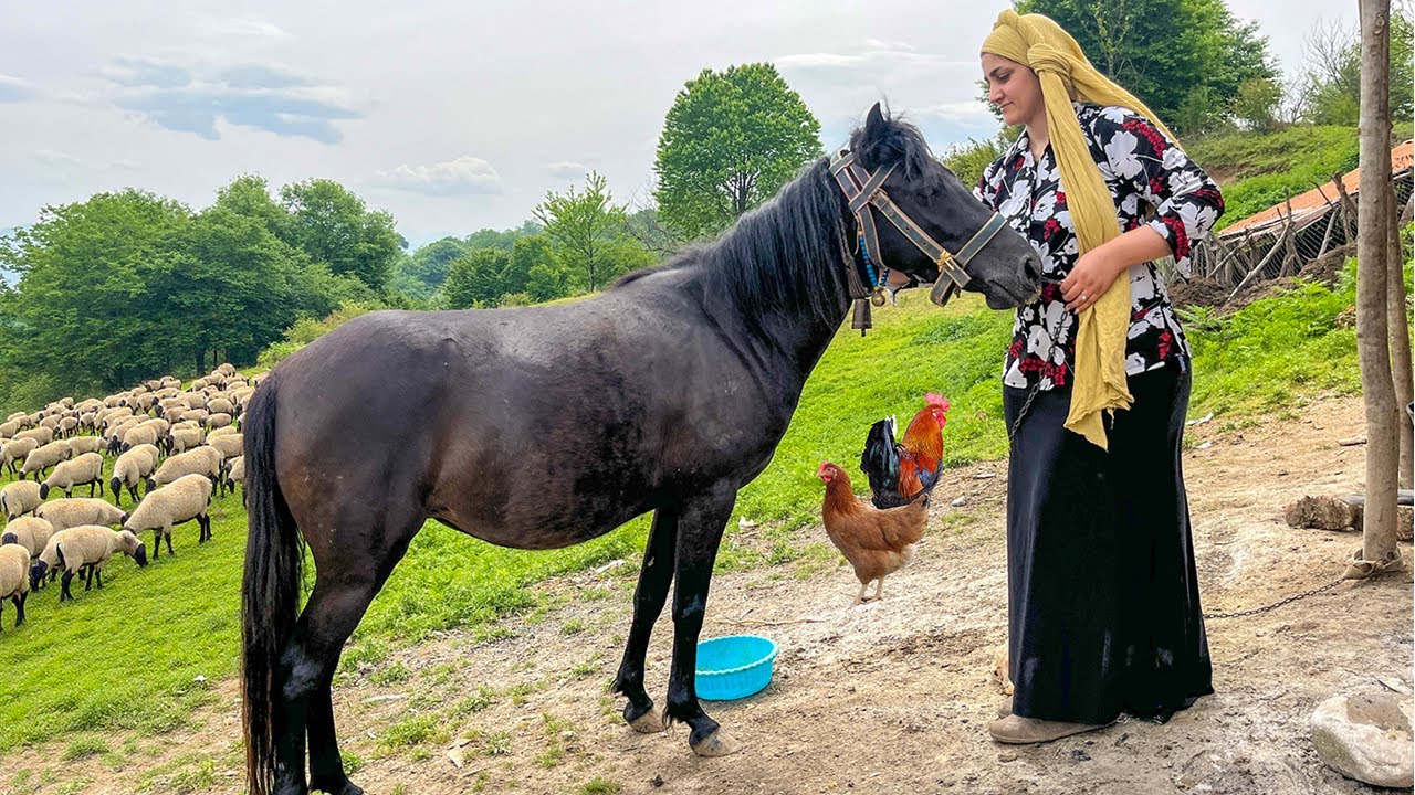 Nomadic Life in Iran | Daily Life from Morning to Evening in an Alborz Mountain Village