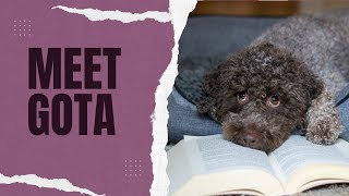 Meet Gota  7 facts about this Lagotto Romagnolo girl