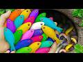 Helping Cute Aquarium Fish: Arowana, Goldfish, Koi Rescue,koi