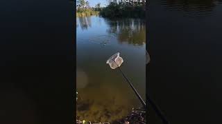 Підпишись. Тут про рибалку. #carpfishing #короповаловля #рибалка #fishing #carp #карась