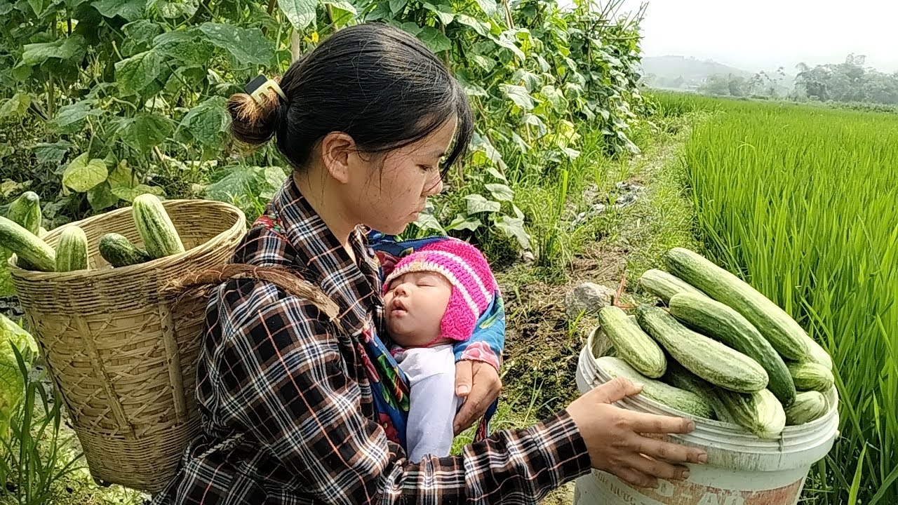 Single Mother 17 Year Old Harvest Cucumber to sell - YouTube