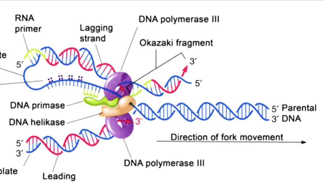 Ssb белок. Функции РНК полимеразы. Бактериальная РНК полимераза. РНК полимераза 3. РНК полимераза строение.