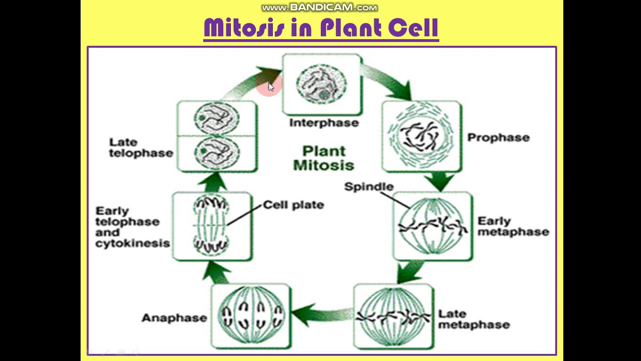 Difference Between Mitosis in Plant Cell and Animal Cell