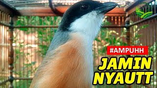 Masteran Pancingan Cendet Bahan Muda Hutan MH Paud & Bakalan Belajar Bunyi