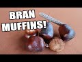 Lala palm  this super rare fruit tastes like a muffin  weird fruit explorer ep 385