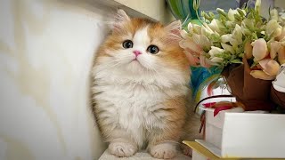 Sleep Music for Cats 🐈 Calming Music for Cats ♬ Fall Into Deep Sleep With Cats