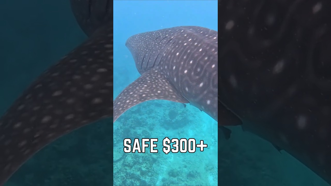 How to Save Hundreds of Dollars in the Maldives #maldives #travel #snorkeling #whale #shark #cost