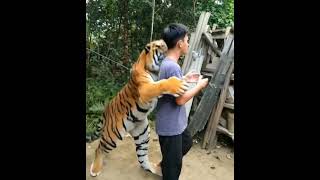 persahabatan harimau dan manusia#rajahutan
