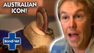 This Aussie Icon is on Death's Door 😱 | Bondi Vet