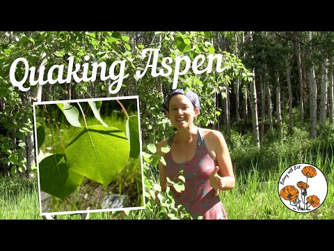 Video: Quaking Aspen Tree Facts - How To Grow Quaking Aspen Trees