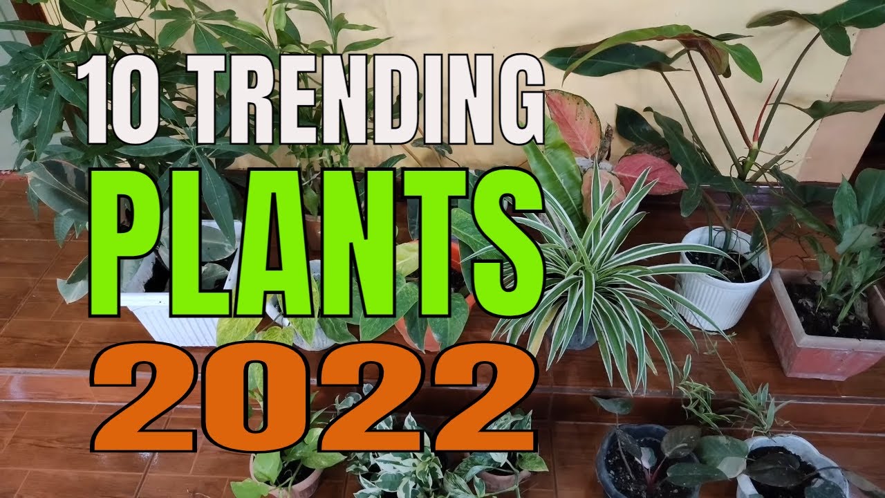 10 TRENDING PLANTS FOR 2022 MGA SIKAT NA HOUSEPLANTS O HALAMAN PARA