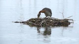 Red-necked Grebes Nesting DSC 4608