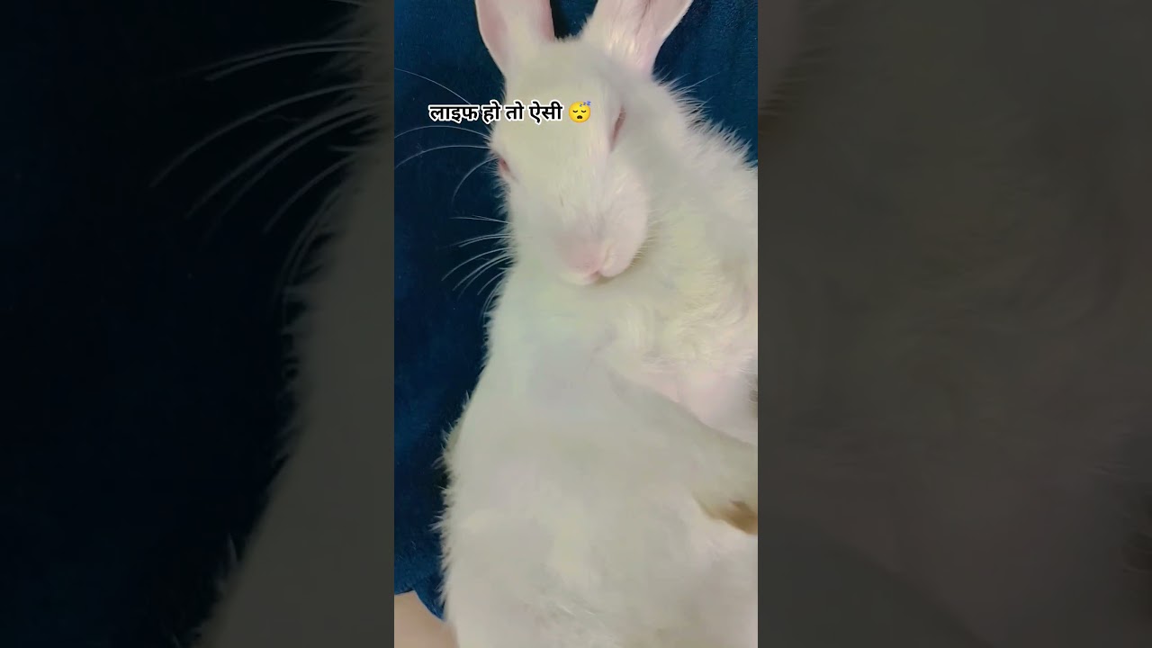 “वाह life हो तो ऐसी 😌✨बस खाओ, पियो और सोते रहो 😴🐰 | Buggu”