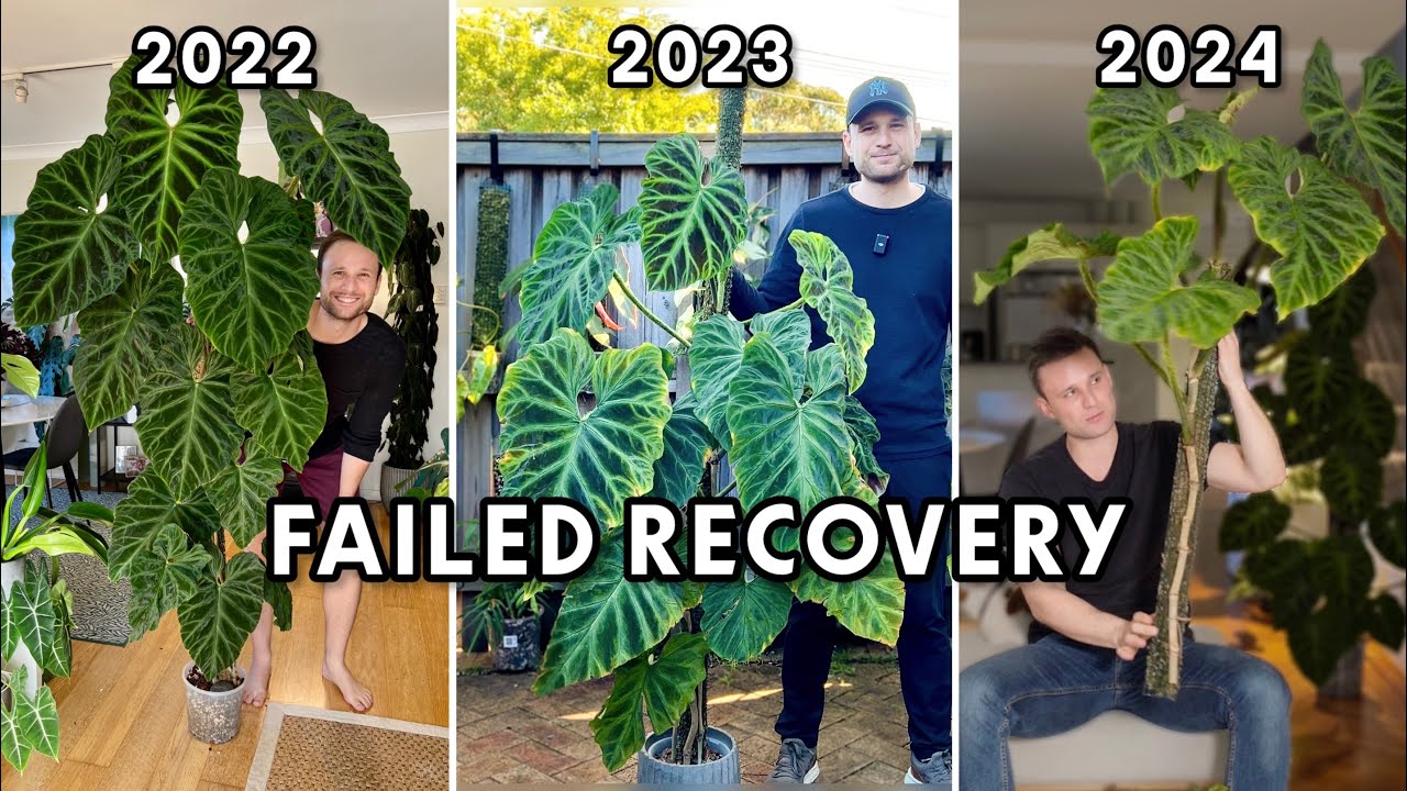 WHAT HAPPENED TO MY FAVOURITE PLANT ? - Philodendron verrucosum FAIL!