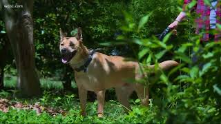 Charlotte family's dog bitten by snake