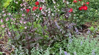 Garden Gone Wild after Heatwave