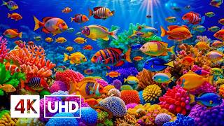 The Best Ocean Aquarium 4K — Explore Colorful Reef Fish & Deep Blue Waters screenshot 5