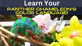 Your Panther Chameleon's Color Language!