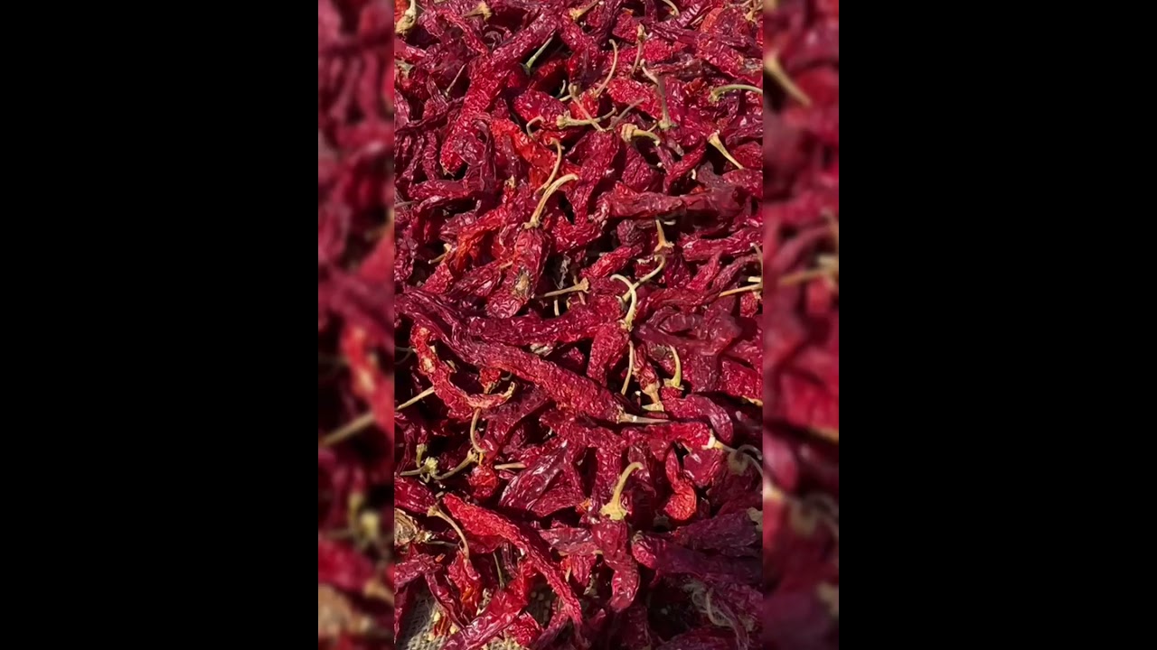 Today Red Chilly Byadgi Market Report