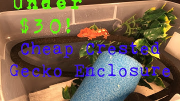 How To Make A Cheap Crested Gecko Enclosure