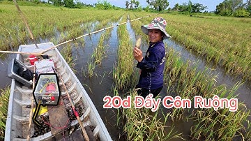Mùa Nước Nổi Lên Đồng Lúa Chét Đẩy Côn Cá Lóc Chuối 20₫ Cá Trê Vàng Lên