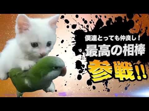 ヤバ過ぎネッコ全員参戦！！part57