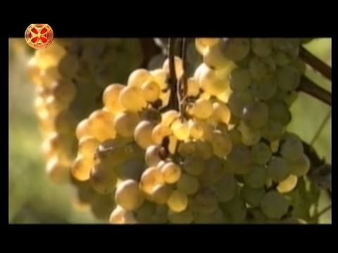 ვიდეო: ქართული ყურძნის დესერტი პელამუშა