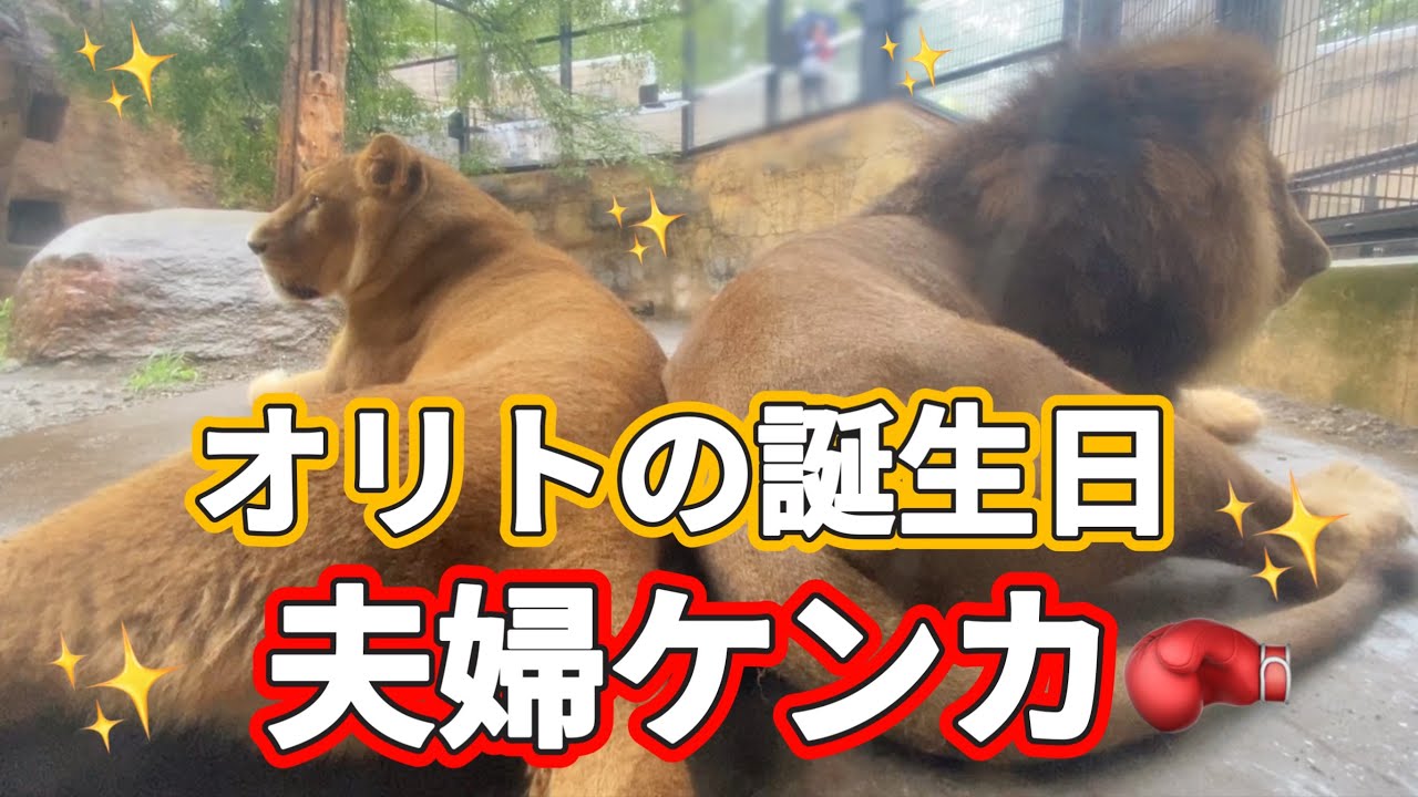 《旭山ライオン＆トラ》8歳の誕生日にケンカ勃発⁉︎仲良し夫婦に何が⁉︎オリトイオ＆ザリアファミリー/vol673Lion Couple fights on birthday. Lion＆　Tiger