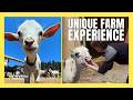 Enjoy donkey picnics and goat cuddles at this unique farm experience