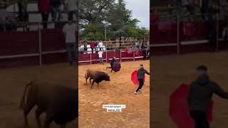 Paraguas Gallegos Argañan Toros Bravos #Shorts (4)