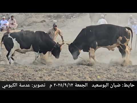الزير و الجيتار حايط ضيان البوسعيد ٤ 