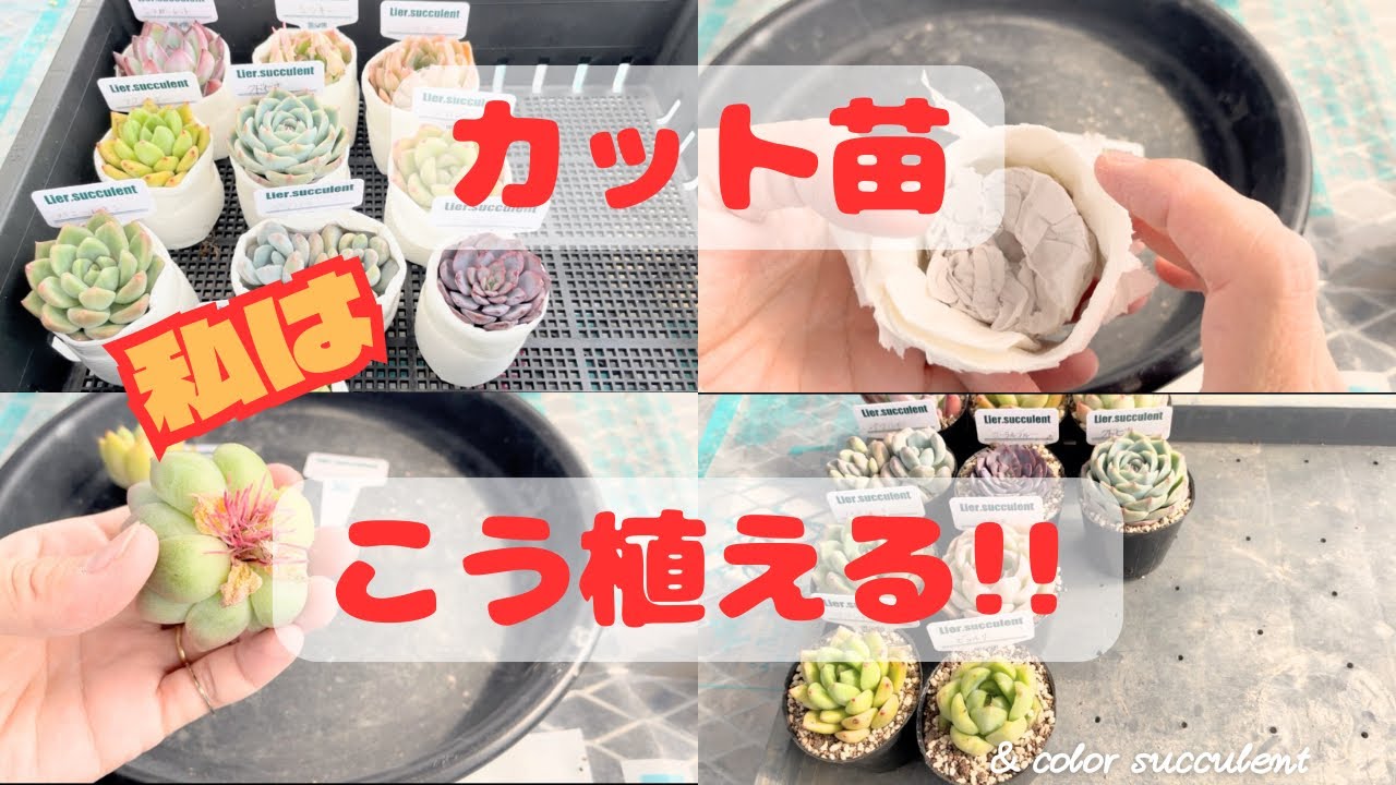 【多肉植物】フェス巻きの力は凄い‼️発根した苗を植えます🌱＋イベント出店のお知らせ🎪