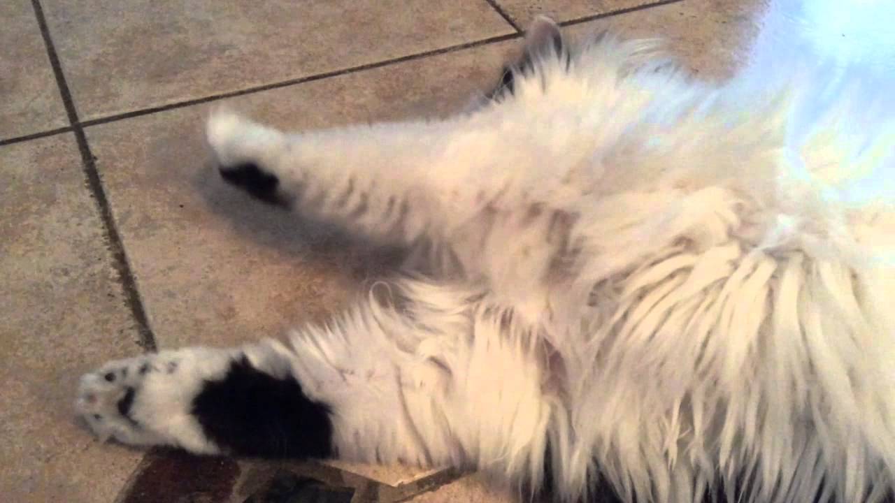 The Oreo Cat Tummy Fuzz YouTube