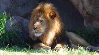 Animal Adventure At The Denver Zoo, Colorado, Usa