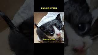Florida firefighters rescue kitten stuck in engine compartment