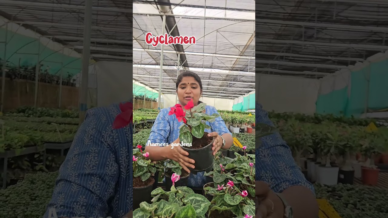 Cyclamen 😍 😍 Order now 90615 71417 
