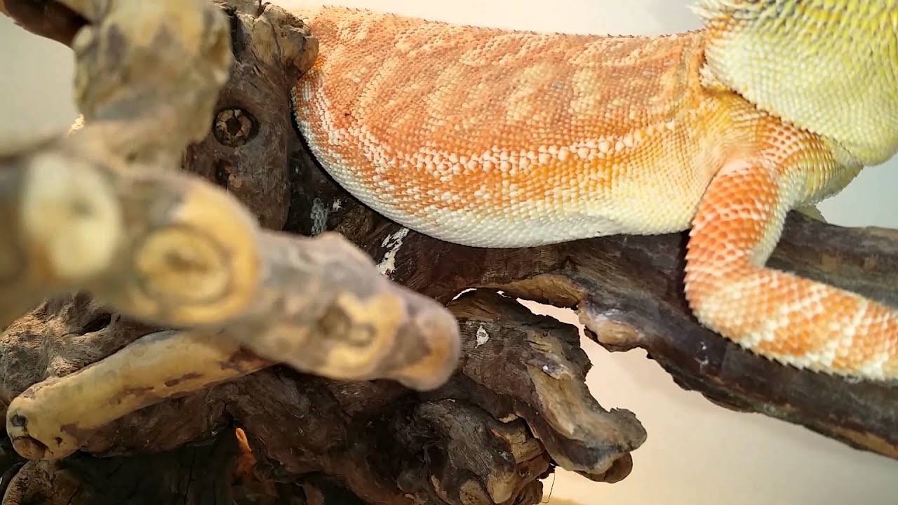 BEARDY/COLONY ROOM UPDATE!!!!