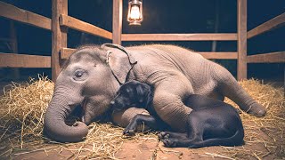 Blind Baby Elephant Was Ready to Give Up, Then A Dog Did the Unthinkable | Animal Rescue Short Film