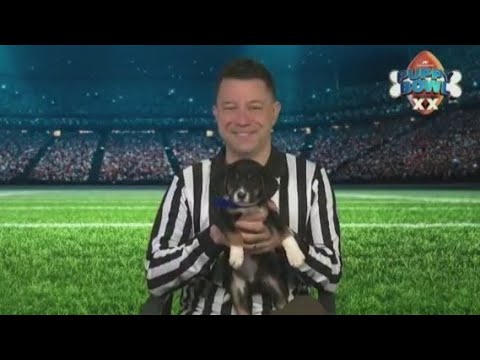 Puppy Bowl Referee On The Matchup And Recent Adoption