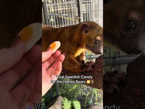 Viral Swedish Candy for the Honey Bears