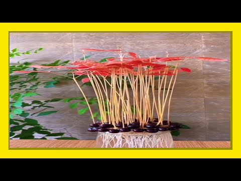 Longan seeds The easiest way to grow longan seeds in a pot at home