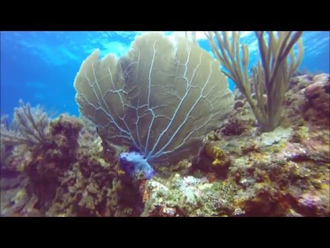 San Andres Blue Wall diver with sharks...