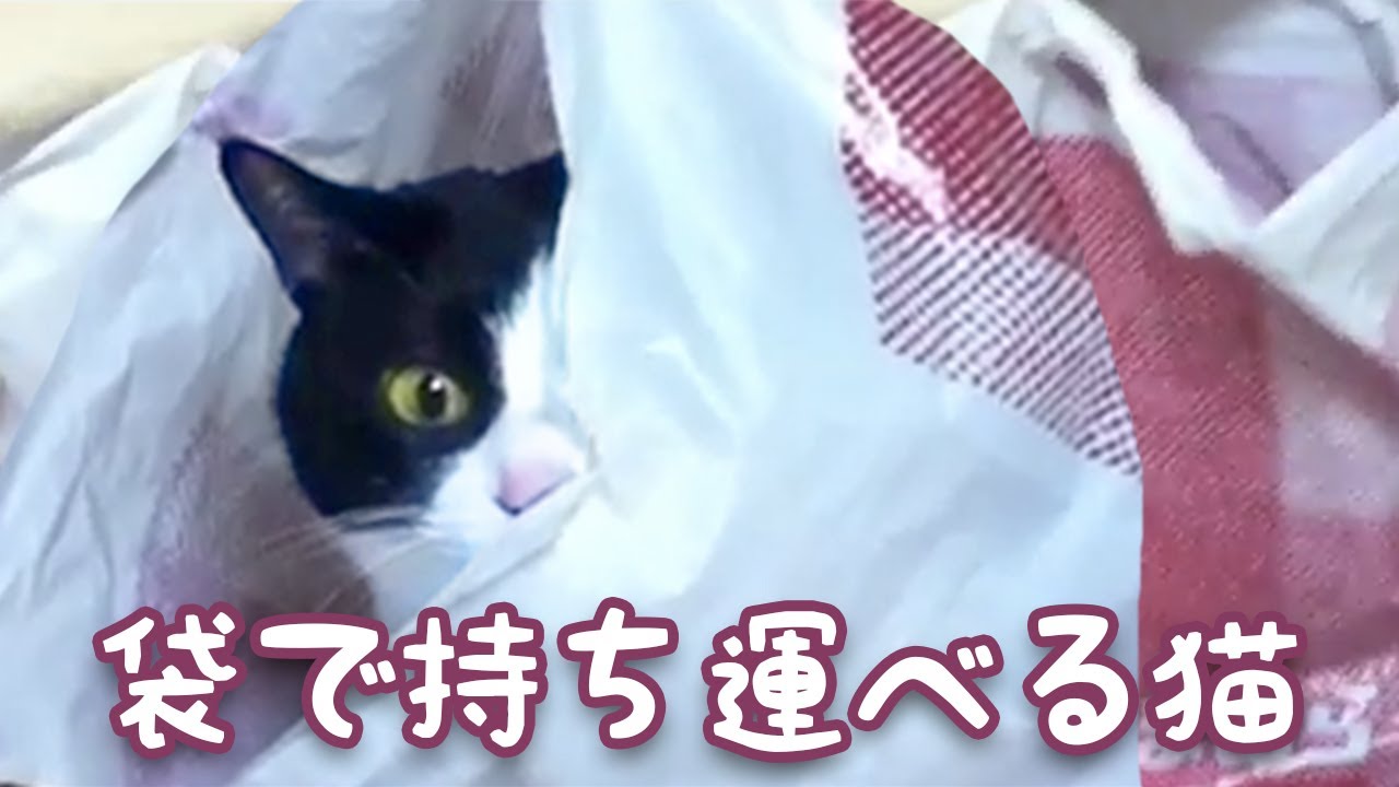 猫カフェ 横浜 コッソリ覗き見大好き♪〜袋で持ち運べる猫!?はちわれ猫 「ハッチ」-Tuxedo cat Hatch that can carry in plastic bag.