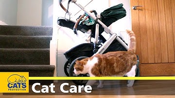 Preparing your cat for your baby