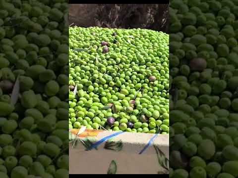 ثمن الزيتون موسم الزيتون 2025 المغرب