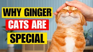 Why Ginger Cats are Special? | Kitten Munch Answers by Kitten Munch 268 views 2 months ago 8 minutes, 56 seconds