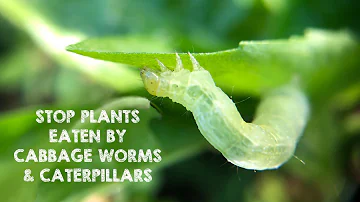 What caterpillars are bad for gardens?